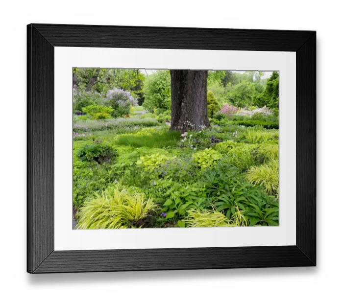 Framed Print : Springtime with flowers and textures in a garden Framed Print : Springtime with flowers and textures in a garden