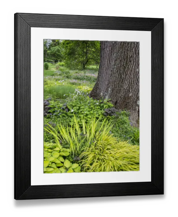 Framed Print : Flowering plants and textures growing around a large tree trunk in a garden Framed Print : Flowering plants and textures growing around a large tree trunk in a garden