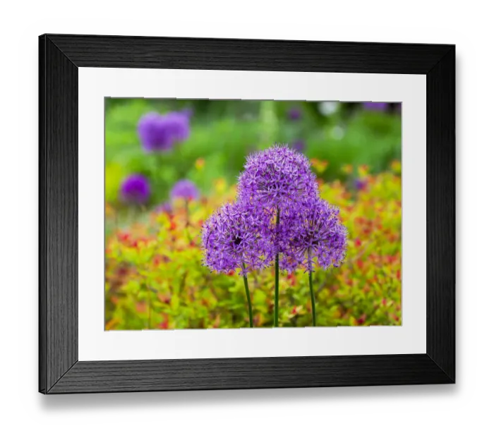 Framed Print : Close-up of flowering bulbous perennial purple Allium flowers Framed Print : Close-up of flowering bulbous perennial purple Allium flowers