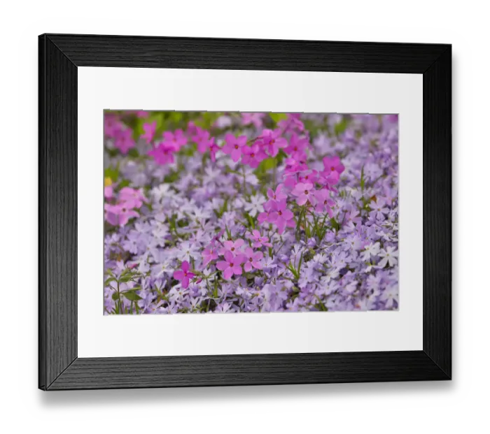 Framed Print : Low growing phlox, Chanticleer Garden, Wayne, Pennsylvania Framed Print : Low growing phlox, Chanticleer Garden, Wayne, Pennsylvania
