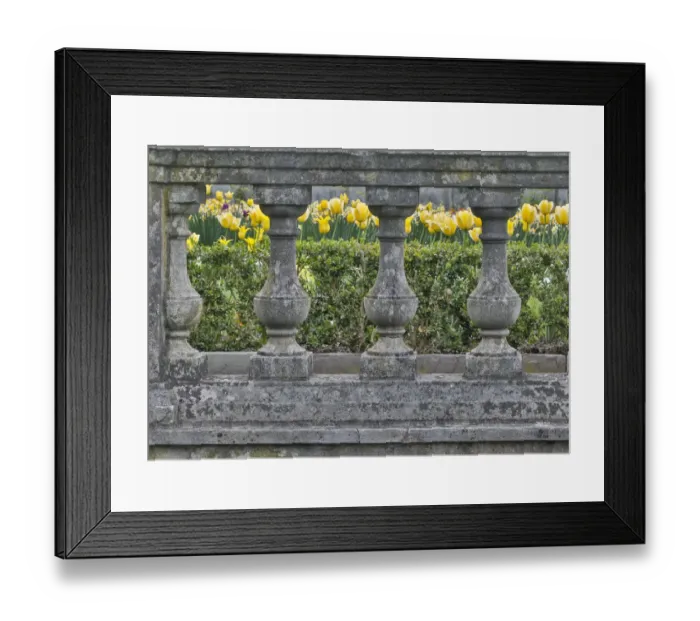 Framed Print : Tulips blooming next to Chanticleer House, Chanticleer Garden, Wayne, Pennsylvania Framed Print : Tulips blooming next to Chanticleer House, Chanticleer Garden, Wayne, Pennsylvania