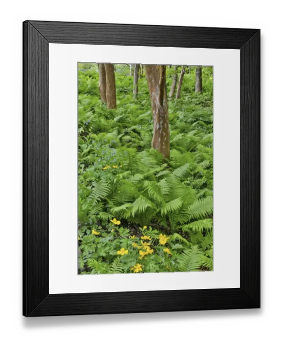Framed Print : Ferns along Bells Run Creek. Chanticleer Garden, Wayne, Pennsylvania