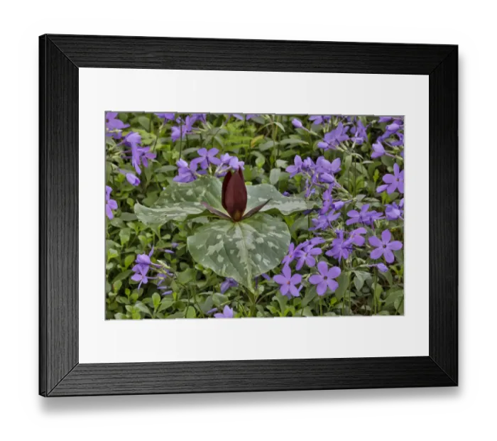 Framed Print : Red Trillium and Blue Phlox. Chanticleer Garden, Wayne, Pennsylvania Framed Print : Red Trillium and Blue Phlox. Chanticleer Garden, Wayne, Pennsylvania