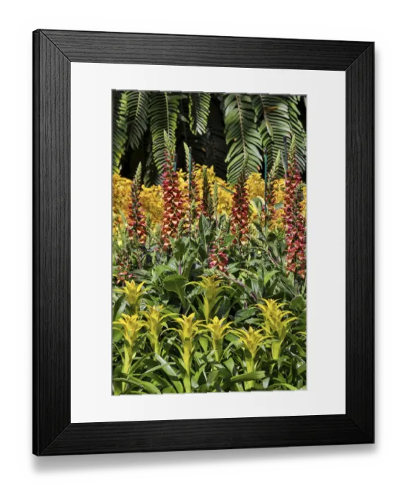 Framed Print : Bromelia planting in covered Conservatory Longwood Gardens, Pennsylvania Framed Print : Bromelia planting in covered Conservatory Longwood Gardens, Pennsylvania