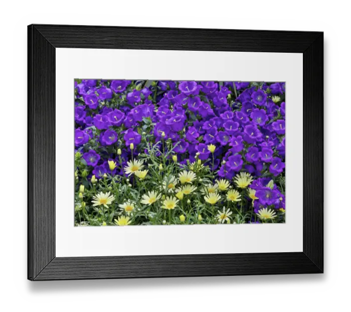 Framed Print : Bell flowers and yellow daisies in the Conservatory at Longwood Gardens, Pennsylvania Framed Print : Bell flowers and yellow daisies in the Conservatory at Longwood Gardens, Pennsylvania