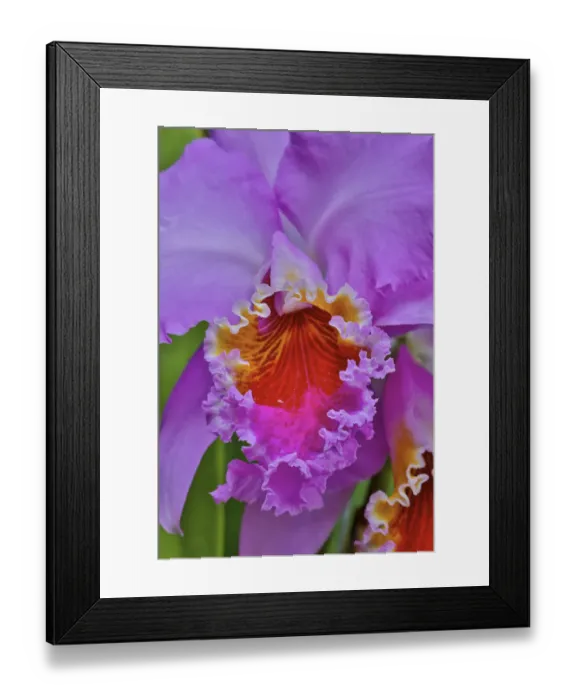 Framed Print : Orchids in Longwood Gardens Conservatory, Pennsylvania Framed Print : Orchids in Longwood Gardens Conservatory, Pennsylvania