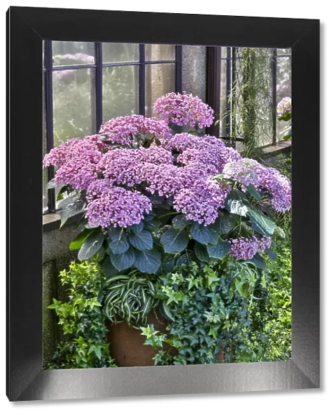 Pink hydrangea in pot at Longwood Gardens Conservatory, Pennsylvania