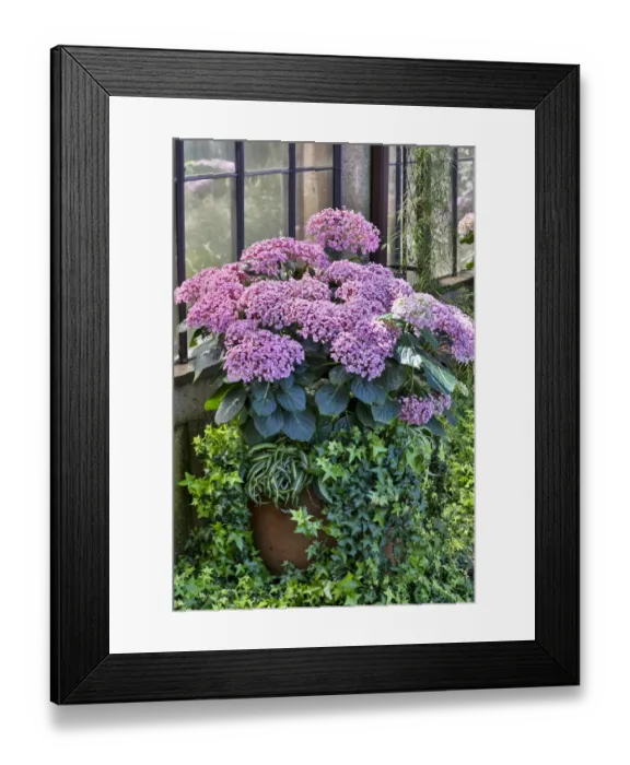 Framed Print : Pink hydrangea in pot at Longwood Gardens Conservatory, Pennsylvania Framed Print : Pink hydrangea in pot at Longwood Gardens Conservatory, Pennsylvania