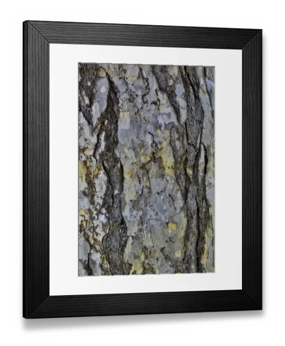 Framed Print : Bark of a pine tree. garden at Strathmore College, Pennsylvania