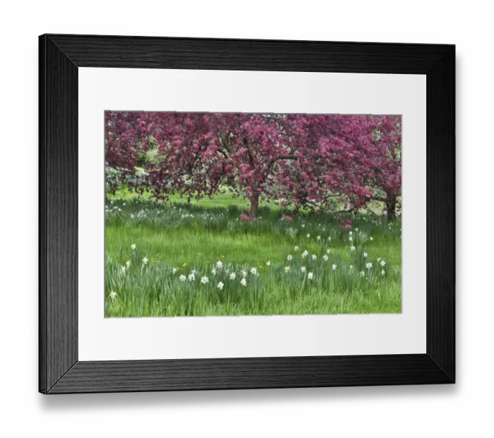 Framed Print : Springtime crabapple in rose blooming, Chanticleer Garden, Wayne, Pennsylvania Framed Print : Springtime crabapple in rose blooming, Chanticleer Garden, Wayne, Pennsylvania