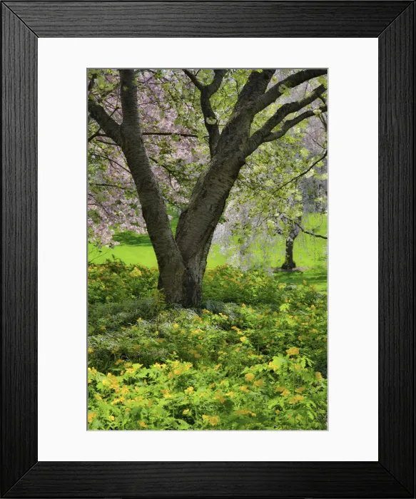 Framed Print : Flowering pink cherry trees with base of yellow primroses in the garden at Strathmore College Framed Print : Flowering pink cherry trees with base of yellow primroses in the garden at Strathmore College