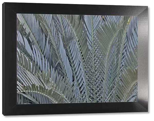 Palm leaves in silver plant display, Longwood Gardens Conservatory, Pennsylvania