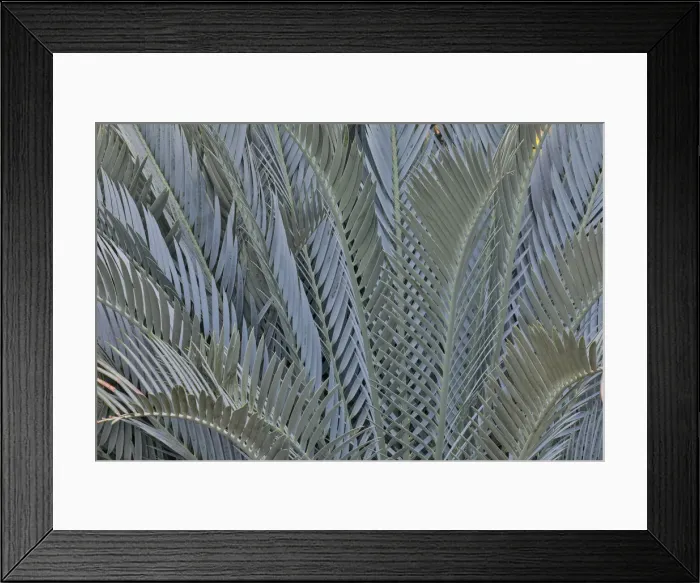 Framed Print : Palm leaves in silver plant display, Longwood Gardens Conservatory, Pennsylvania
