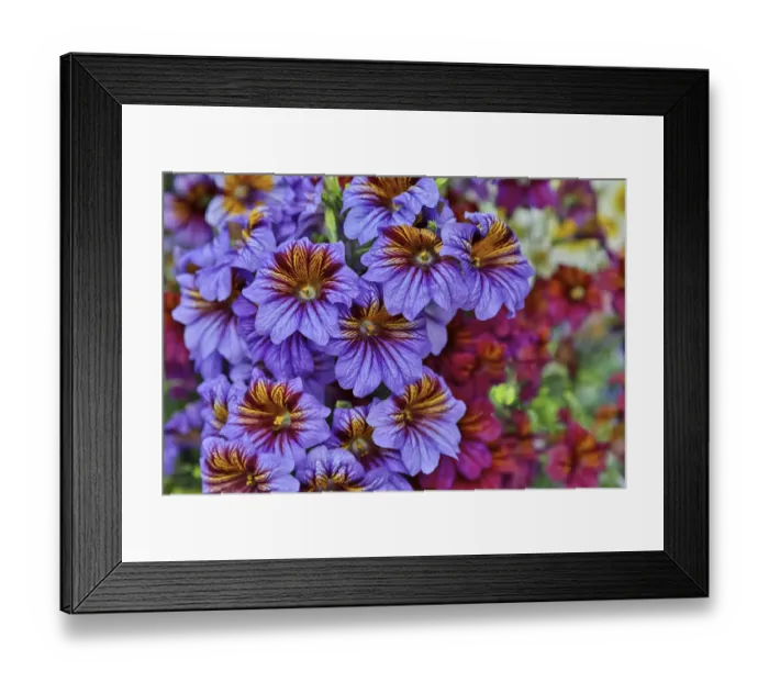Framed Print : Painted tongue in Longwood Gardens Conservatory, Pennsylvania Framed Print : Painted tongue in Longwood Gardens Conservatory, Pennsylvania