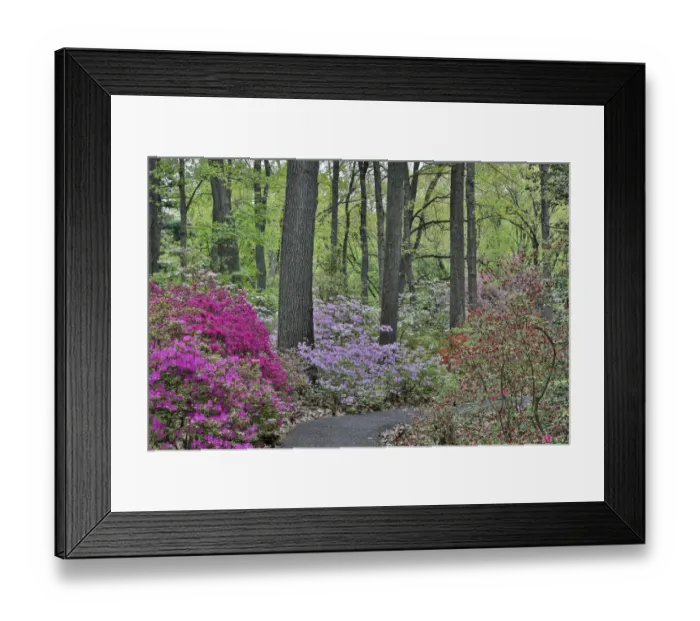 Framed Print : Path and azaleas in bloom, Jenkins Arboretum and Garden, Devon, Pennsylvania Framed Print : Path and azaleas in bloom, Jenkins Arboretum and Garden, Devon, Pennsylvania