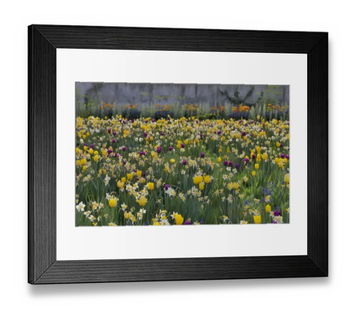 Framed Print : Springtime bloom next to Chanticleer House, Chanticleer Garden, Wayne, Pennsylvania Framed Print : Springtime bloom next to Chanticleer House, Chanticleer Garden, Wayne, Pennsylvania
