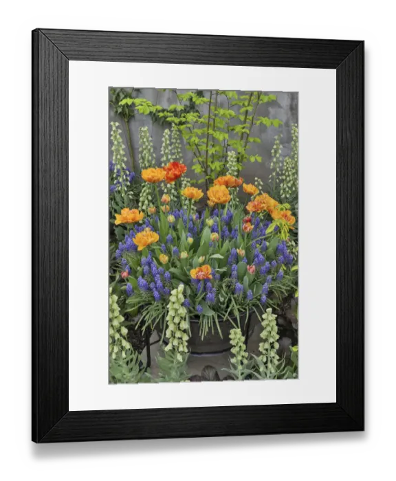 Framed Print : Springtime bloom next to Chanticleer House, Chanticleer Garden, Wayne, Pennsylvania Framed Print : Springtime bloom next to Chanticleer House, Chanticleer Garden, Wayne, Pennsylvania