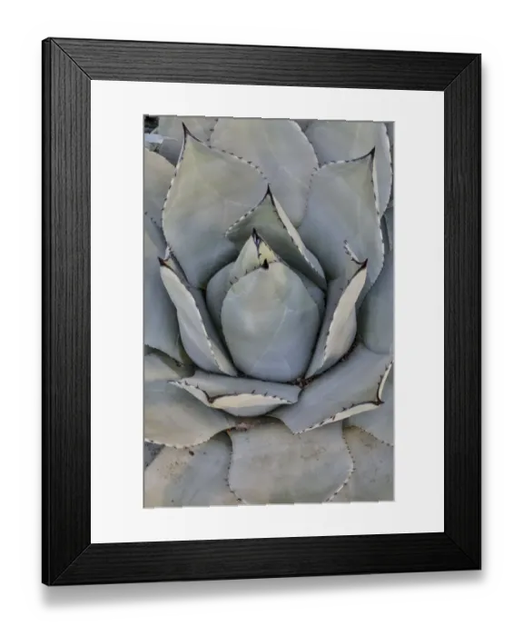 Framed Print : Silver toned succulent, Longwood Gardens Conservatory, Pennsylvania