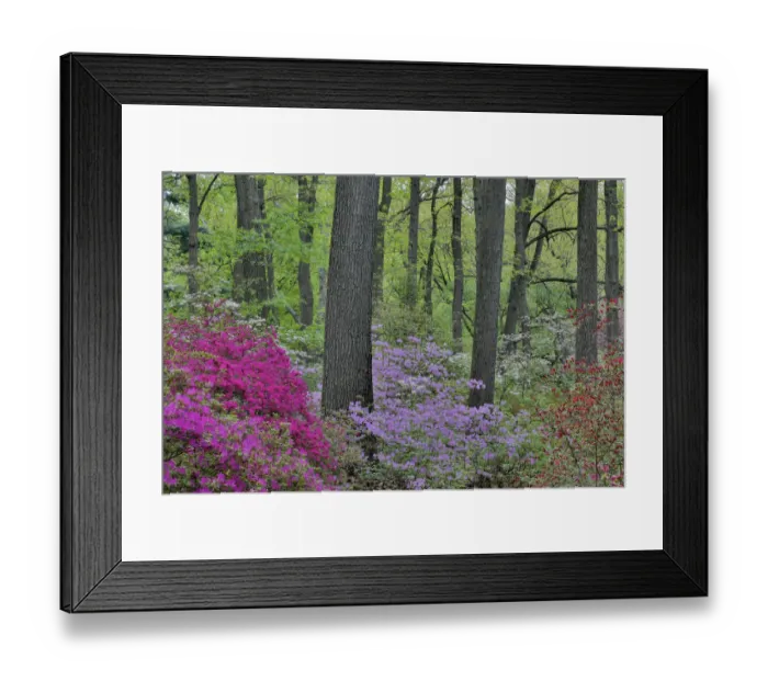 Framed Print : Azaleas in bloom, Jenkins Arboretum and Garden, Devon, Pennsylvania