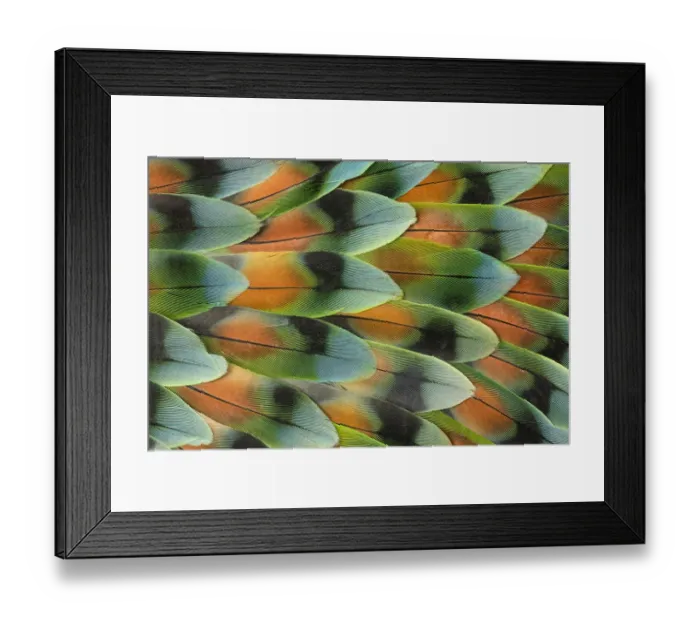 Framed Print : Lovebird tail feather pattern, Bandon, Oregon Framed Print : Lovebird tail feather pattern, Bandon, Oregon
