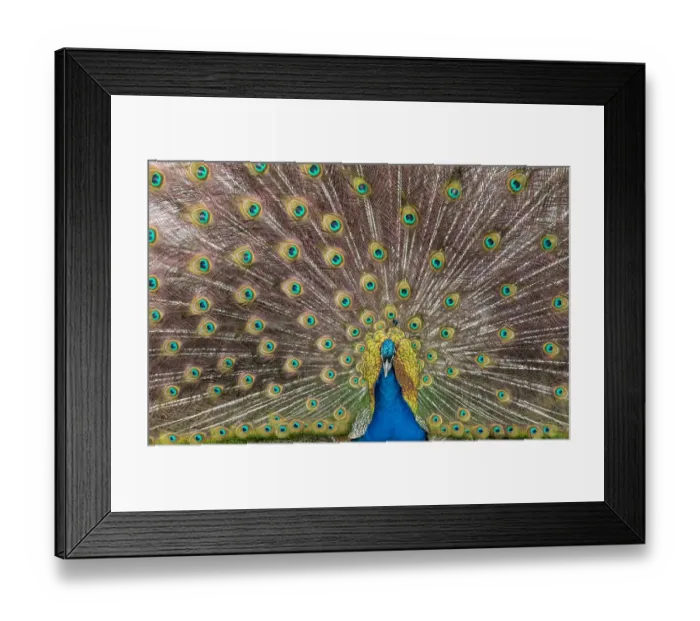Framed Print : Male peacock fanning out his tail feathers Framed Print : Male peacock fanning out his tail feathers