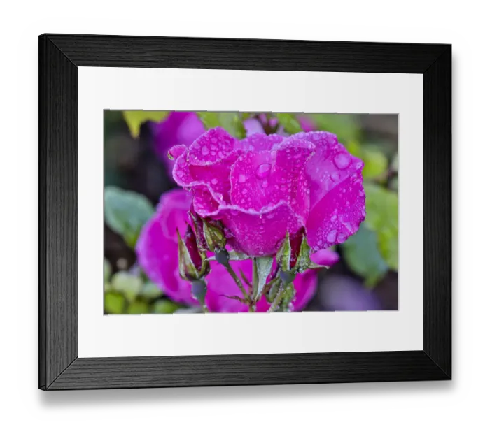 Framed Print : Rose with dew drops after rain, Shore Acres State Park, Oregon Framed Print : Rose with dew drops after rain, Shore Acres State Park, Oregon
