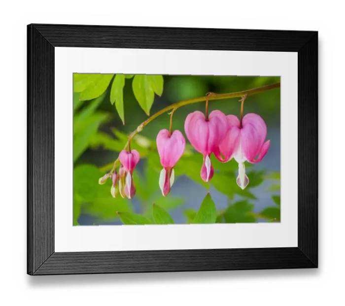 Framed Print : Pink bleeding heart blossoms