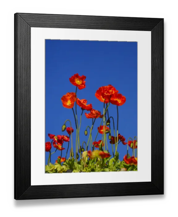Framed Print : Orange poppies from below looking up Framed Print : Orange poppies from below looking up