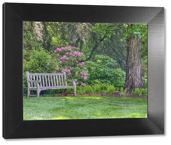 Hydrangea shrub and park bench