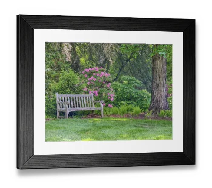 Framed Print : Hydrangea shrub and park bench
