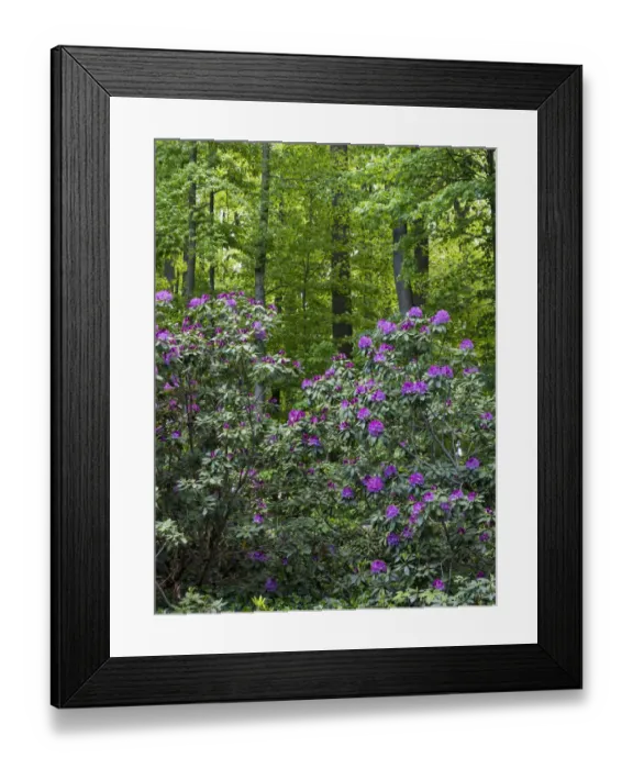 Framed Print : Rhododendrons growing in a forest Framed Print : Rhododendrons growing in a forest