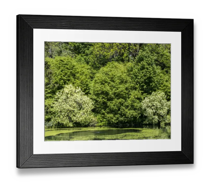 Framed Print : Small pond in a wooded area Framed Print : Small pond in a wooded area