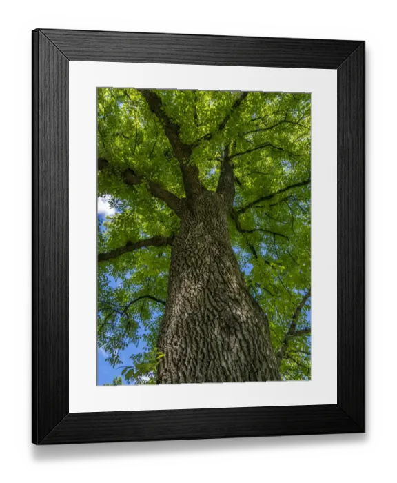 Framed Print : Looking up at a very tall and old tree Framed Print : Looking up at a very tall and old tree