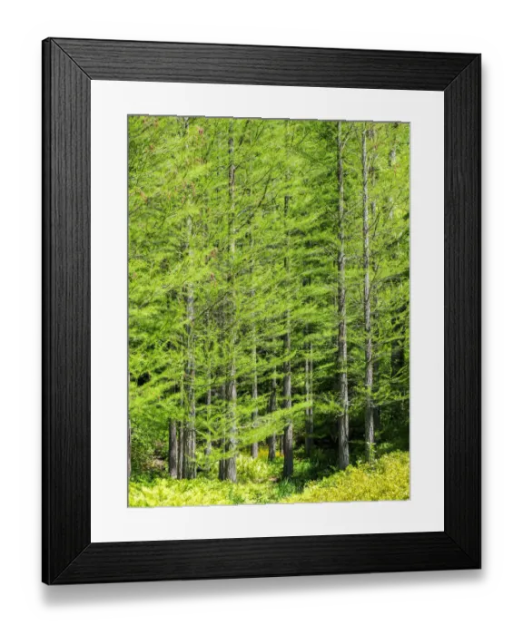 Framed Print : Trees in a wooded area Framed Print : Trees in a wooded area