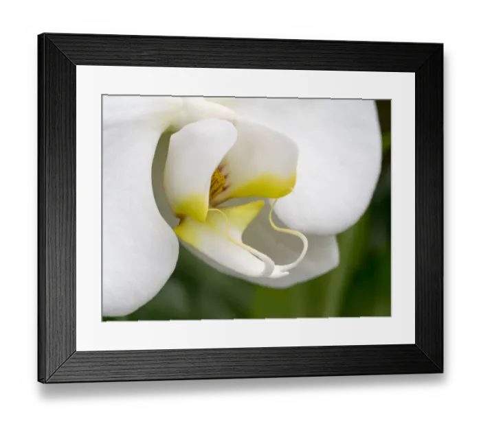 Framed Print : Close-up of an white orchid