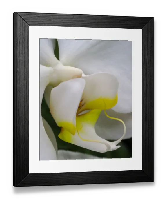 Framed Print : Close-up of an white orchid