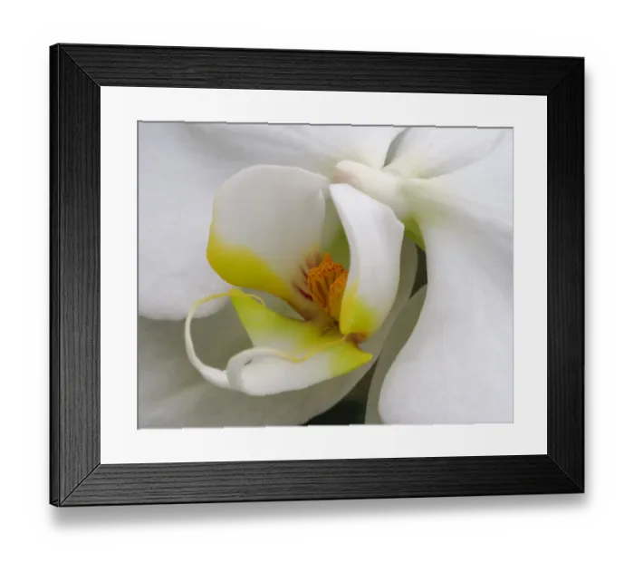 Framed Print : Close-up of an white orchid Framed Print : Close-up of an white orchid