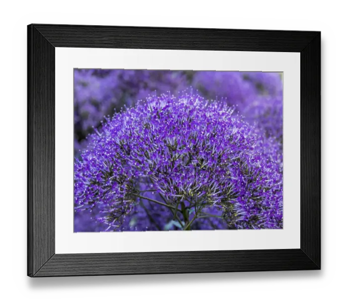 Framed Print : Close-up of flowering purple throatwort, Trachelium caeruleum Devotion Purple in bloom Framed Print : Close-up of flowering purple throatwort, Trachelium caeruleum Devotion Purple in bloom