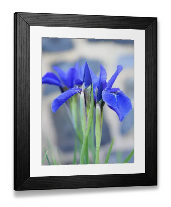 Framed Print : Flowering Iris sanguinea Framed Print : Flowering Iris sanguinea
