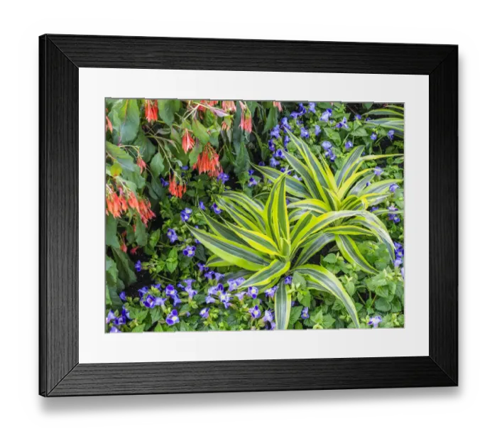 Framed Print : Flowers in a garden setting Framed Print : Flowers in a garden setting
