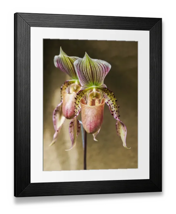 Framed Print : Variety of Slipper orchid Paphiopedilum Framed Print : Variety of Slipper orchid Paphiopedilum