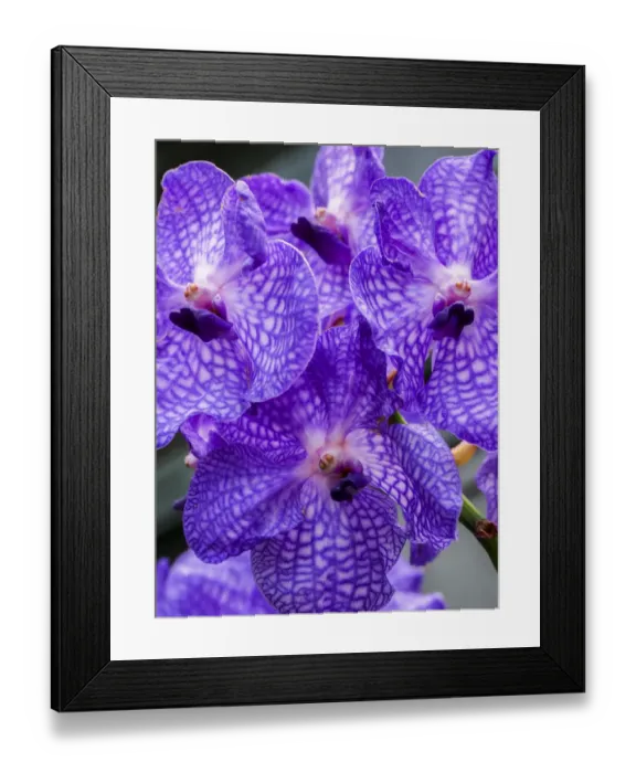 Framed Print : Vanda Manuvadee sky orchid