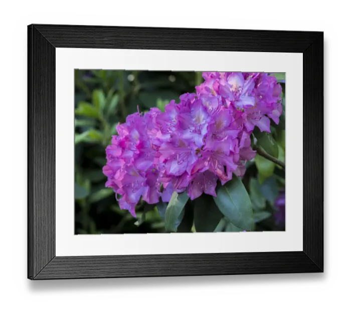 Framed Print : Large pink rhododendron blossoms in a garden Framed Print : Large pink rhododendron blossoms in a garden