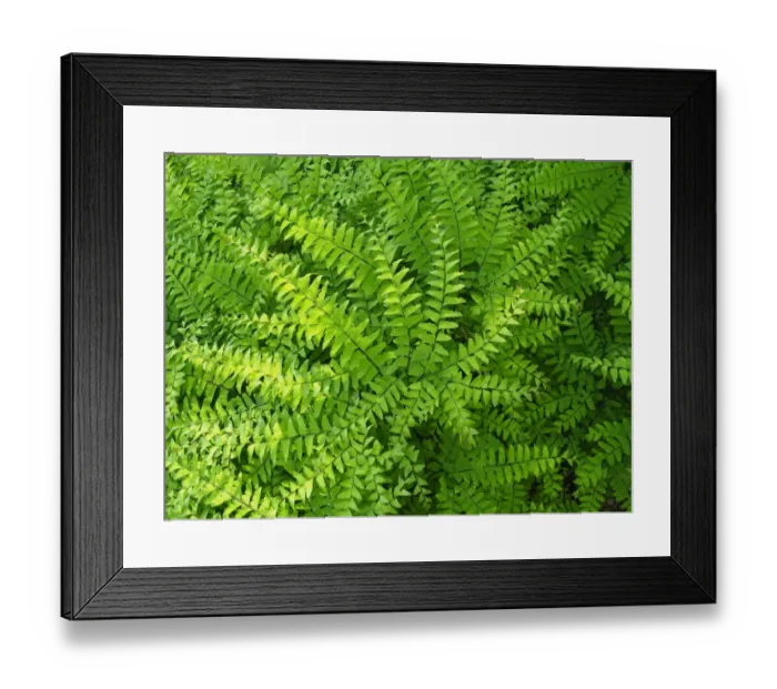 Framed Print : Maidenhair fern, Adiantum pedatum, a perennial Framed Print : Maidenhair fern, Adiantum pedatum, a perennial
