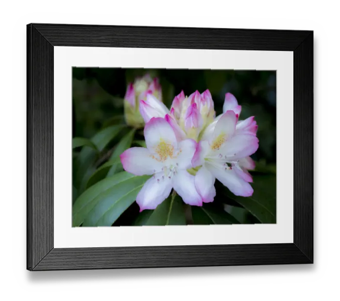 Framed Print : Soft focus of a variegated pink and white rhododendron in a garden Framed Print : Soft focus of a variegated pink and white rhododendron in a garden