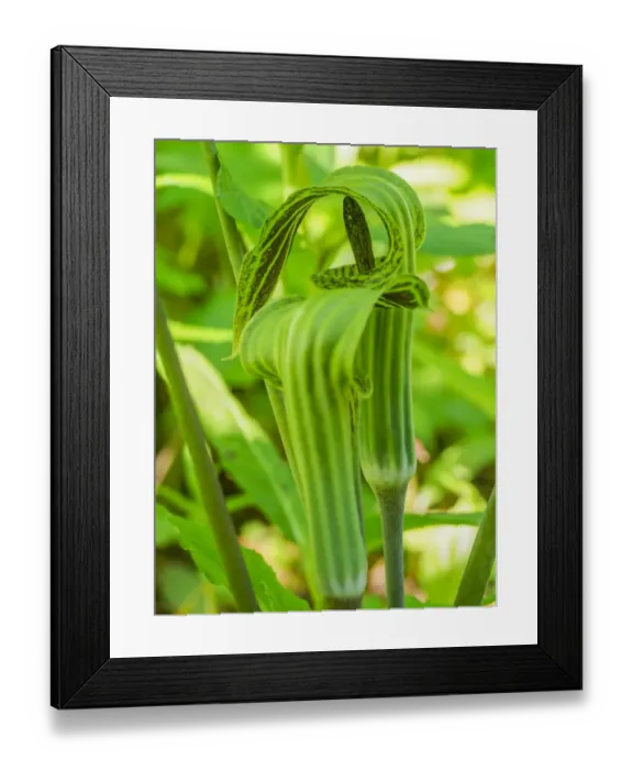 Framed Print : Pair of Jack in the Pulpit plants (Arisaema triphyllum) in a garden bed Framed Print : Pair of Jack in the Pulpit plants (Arisaema triphyllum) in a garden bed