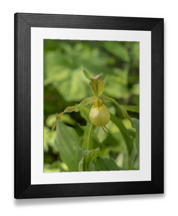 Framed Print : Cypripedium parviflorum, commonly known as yellow ladys slipper or moccasin flower