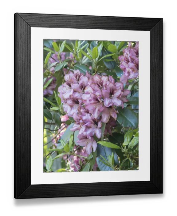 Framed Print : Large variegated pink rhododendron blossoms in a spring garden Framed Print : Large variegated pink rhododendron blossoms in a spring garden