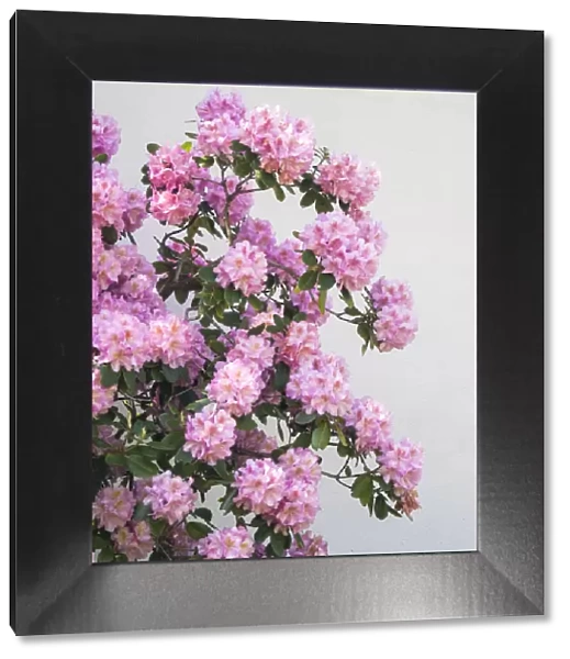 Large pink rhododendron bush blooming against a white wall