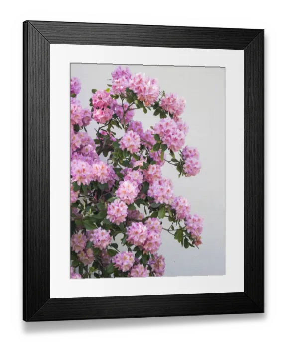Framed Print : Large pink rhododendron bush blooming against a white wall Framed Print : Large pink rhododendron bush blooming against a white wall